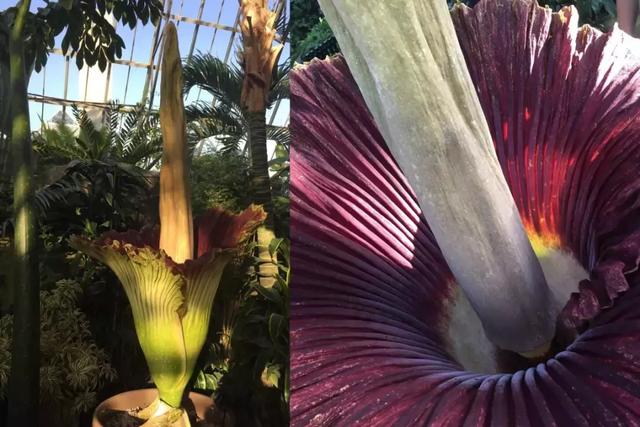 park board或者 bloedel conservatory,一旦屍香魔芋開花了,他們會第