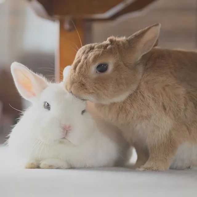 日本网友家这两只相亲相爱的兔子看着就让人心情大好
