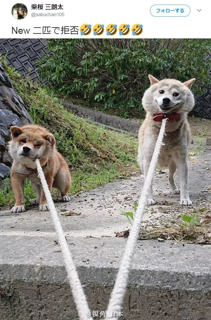 今日趣聞 學會了表情管理的狗 & 從外地去看演唱會的人有多苦 等