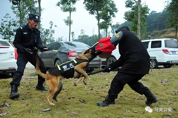 马关发生一起抢劫案,警方出动"警犬"追捕,2名犯罪嫌疑人落网