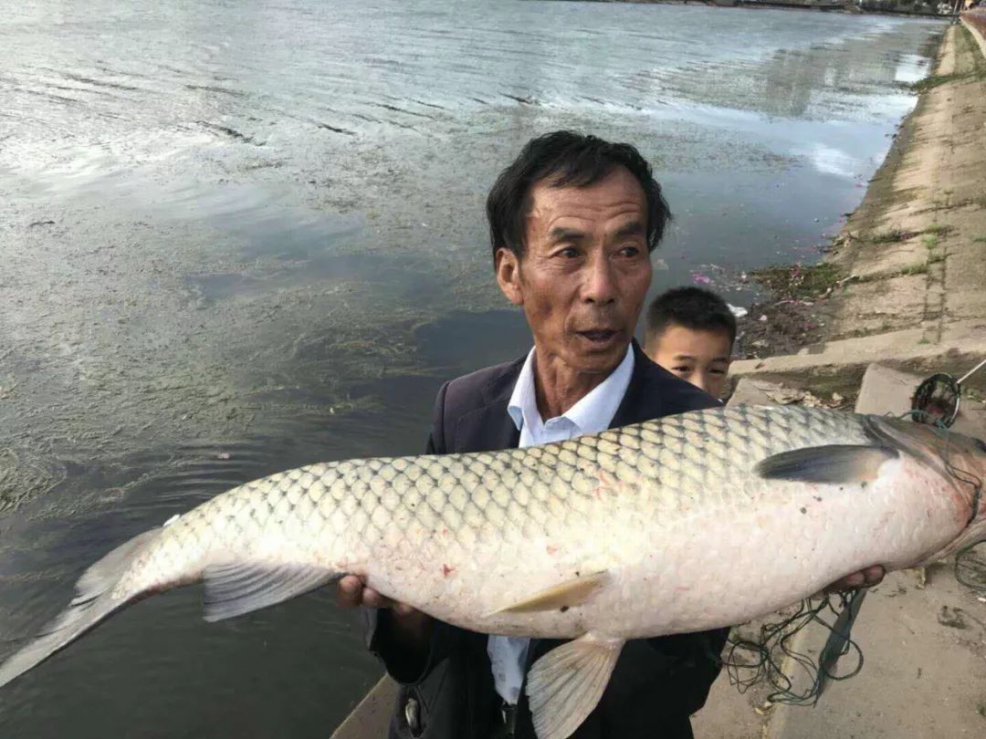 厉害了大理师傅在西洱河钓起近30斤鱼王快来围观