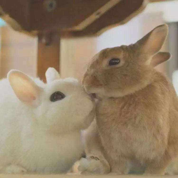 两只小兔子头像图片