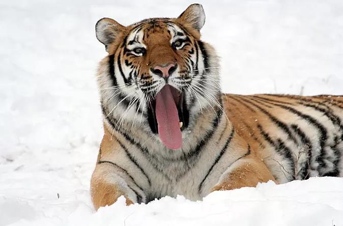 原来竟在于老虎的舌头