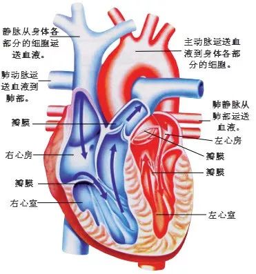 我们都知道,心脏相当于人体的泵,负责维持全身的血液循环,其中左