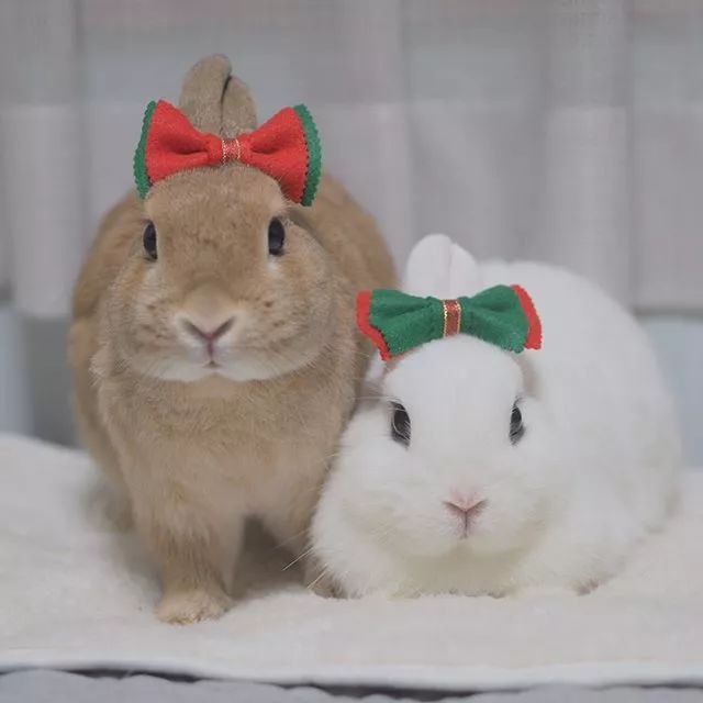 两只兔子 恩爱图片
