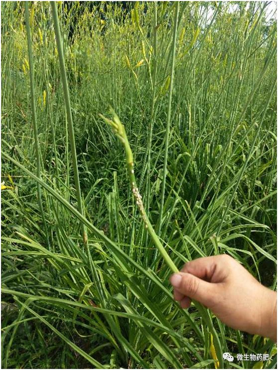 生物農藥無人機防控飛入植保新徵程