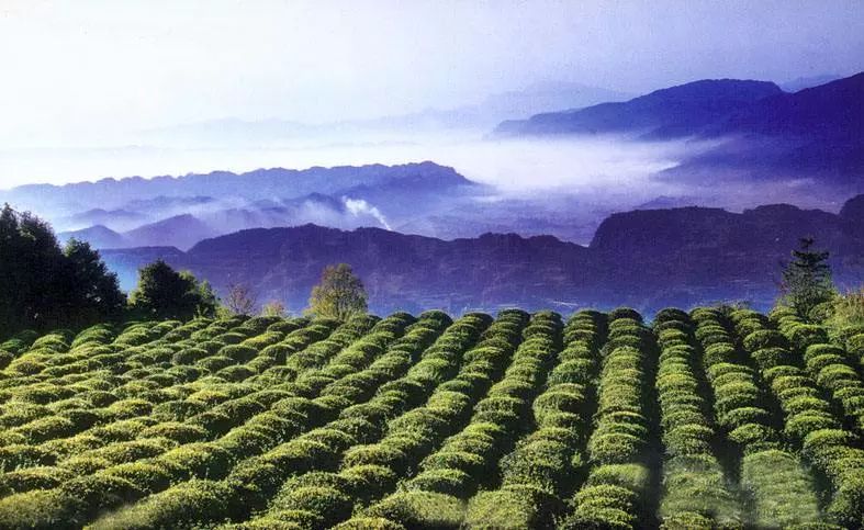 黃茶,你喝過幾種?