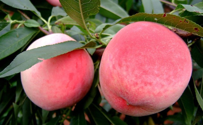 种植方法,用心程度等方方面面的不同但同为桃子让很多人对它喜爱有加