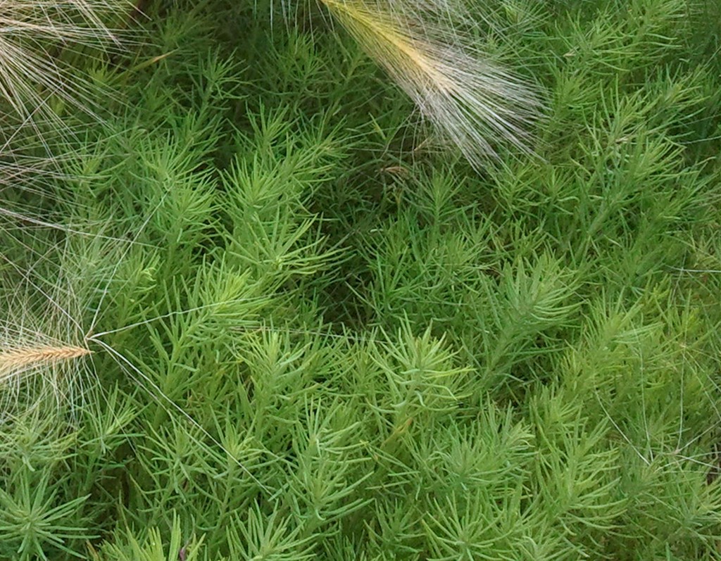 席麻野菜的高清图片图片