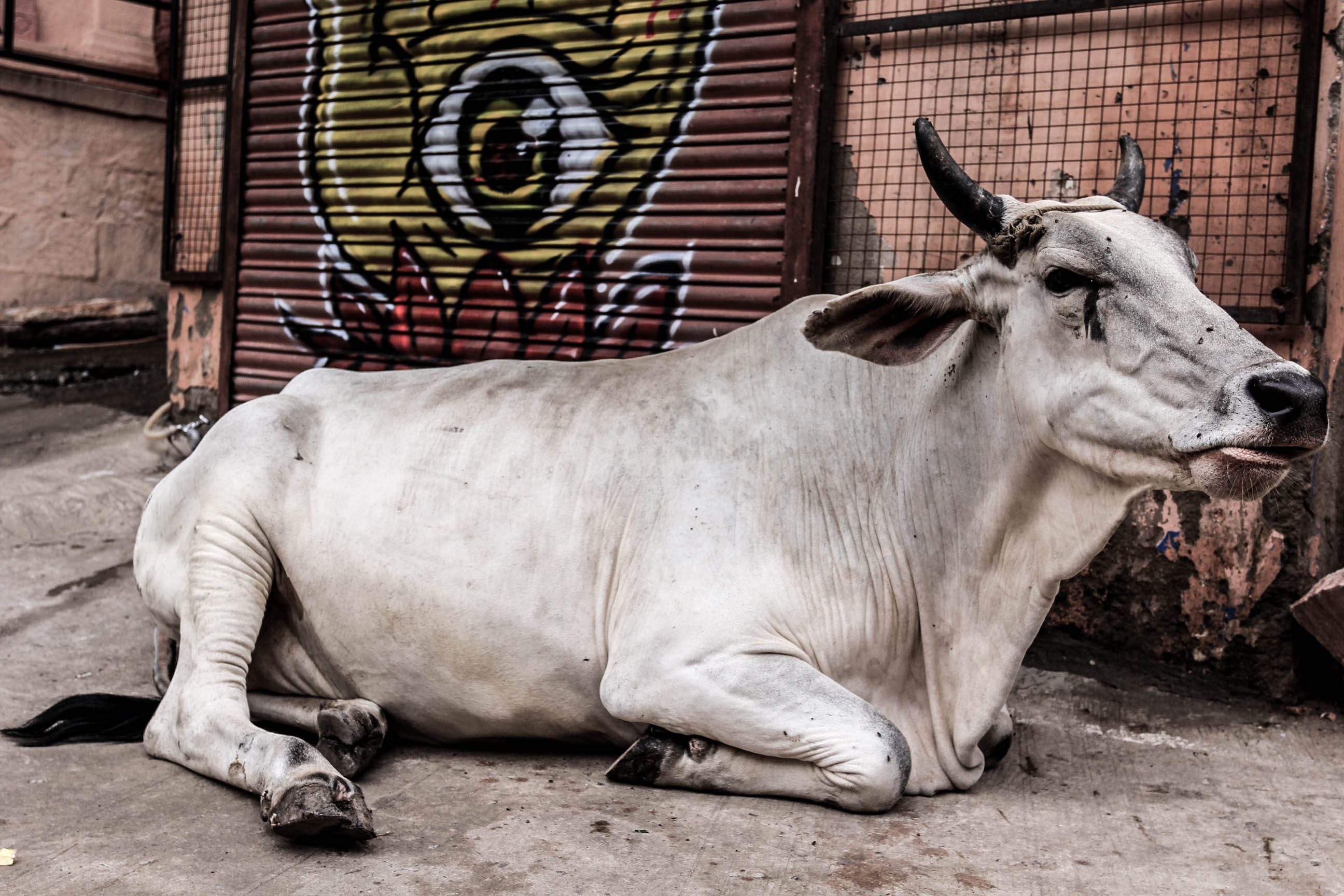 印度肉牛图片
