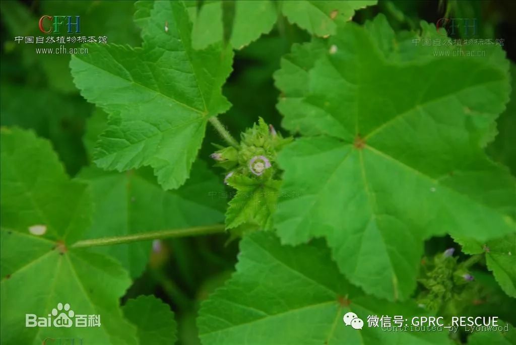 戶外知識中國常見野菜及其食用109冬寒菜