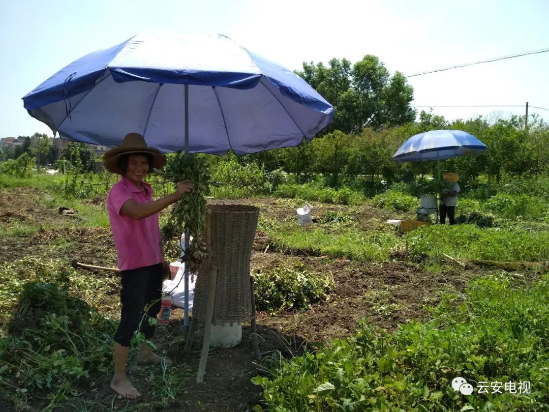 高手在民間!雲安農民群眾自制