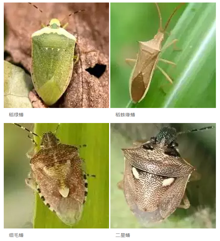 常见的有稻绿蝽,稻黑蝽,大稻缘蝽,斑须蝽,稻棘缘蝽等,均属局部地区