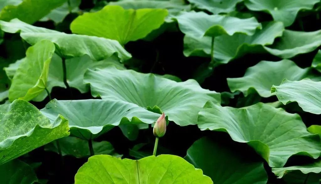 【健康电台】夏季养心首选它!煮粥,泡茶,洗澡…清凉养心健康一夏