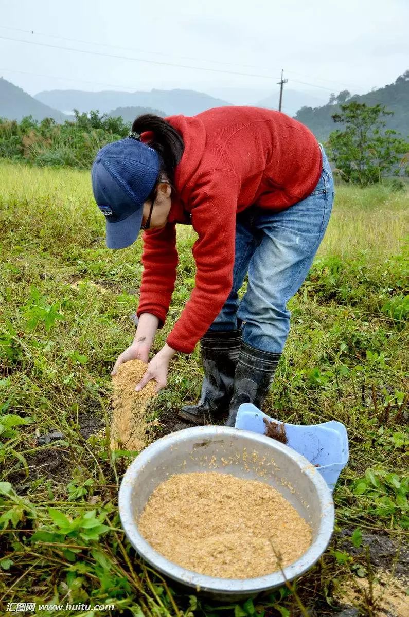 黑化肥發灰灰化肥發黑繞口令這麼多年才發現原來一直在等它