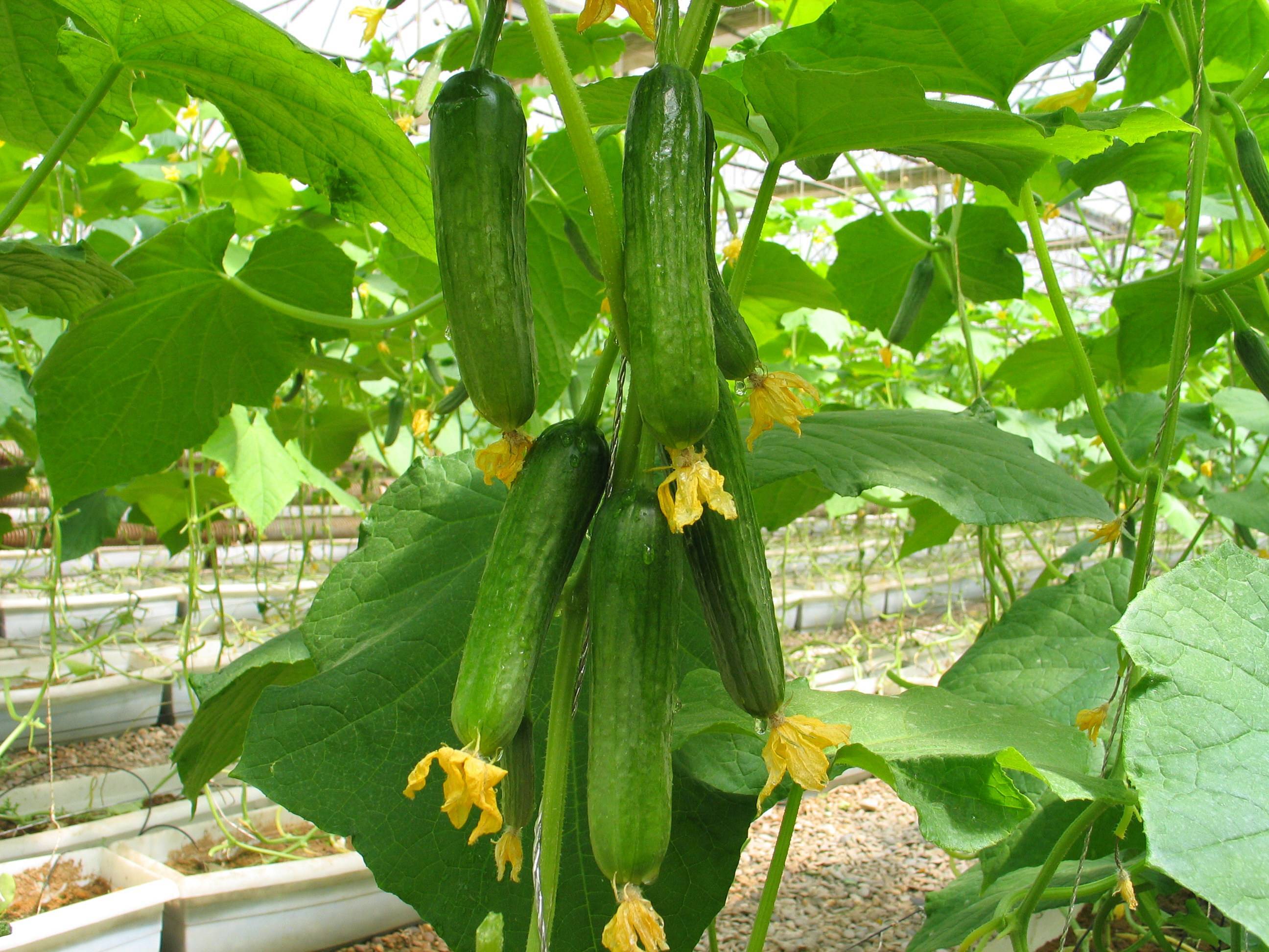 仲禧学院:仲禧泉6a植物源生根肥大棚黄瓜优质高产种植技术