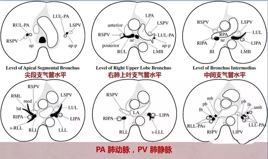 收藏臨床醫師呼吸系統核心考點總結附解剖圖