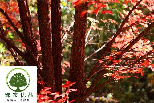 种植什么***赚钱_种植什么前景***好_农村致富项目有哪些