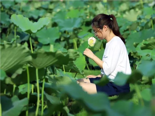 夏赏荷花,看接天莲叶,闻十里荷香