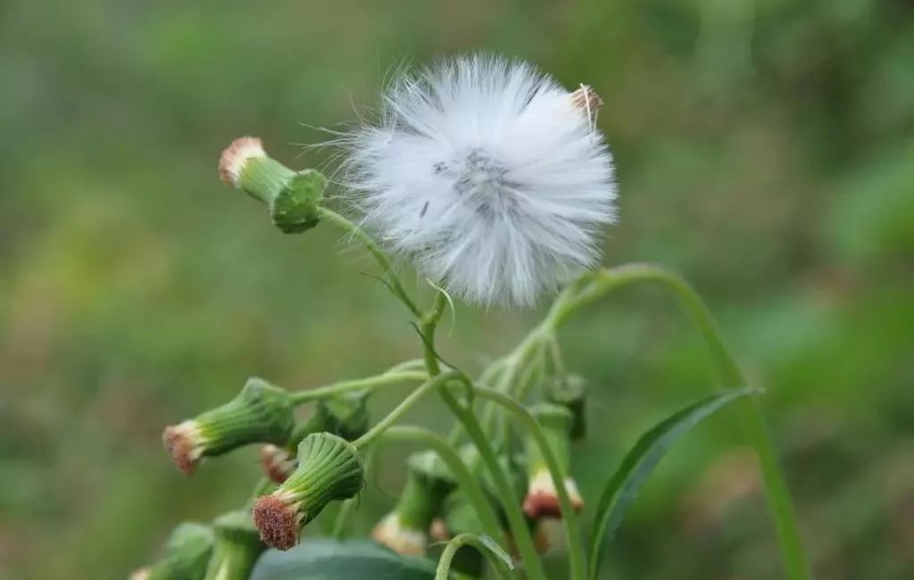 蒲公英花的味道图片