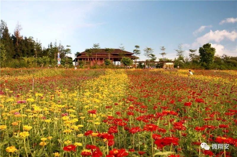 厦门香山公园花期图片