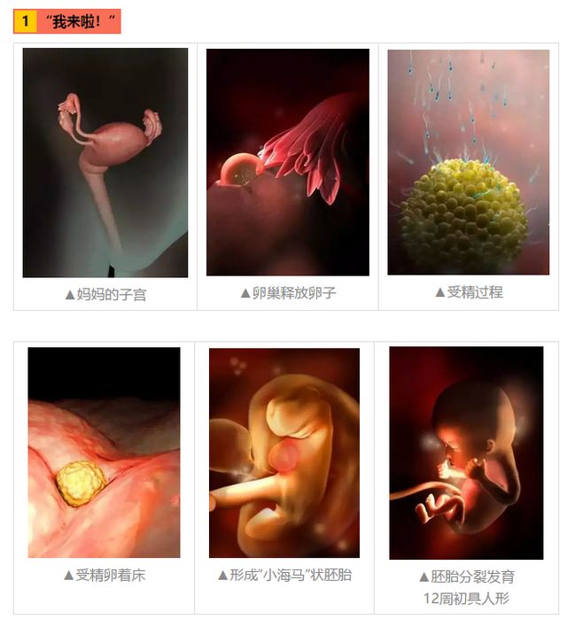 胎儿与子宫的结构图图片