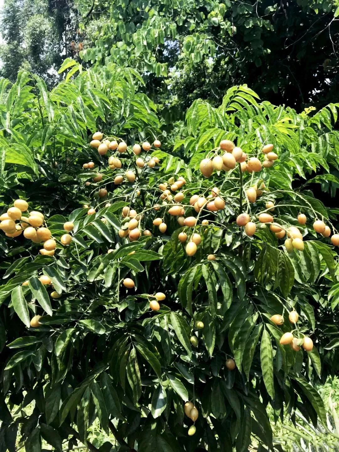 乘车—广从10快线→从化汽车站白水寨专线自驾—广州市区-华南快速