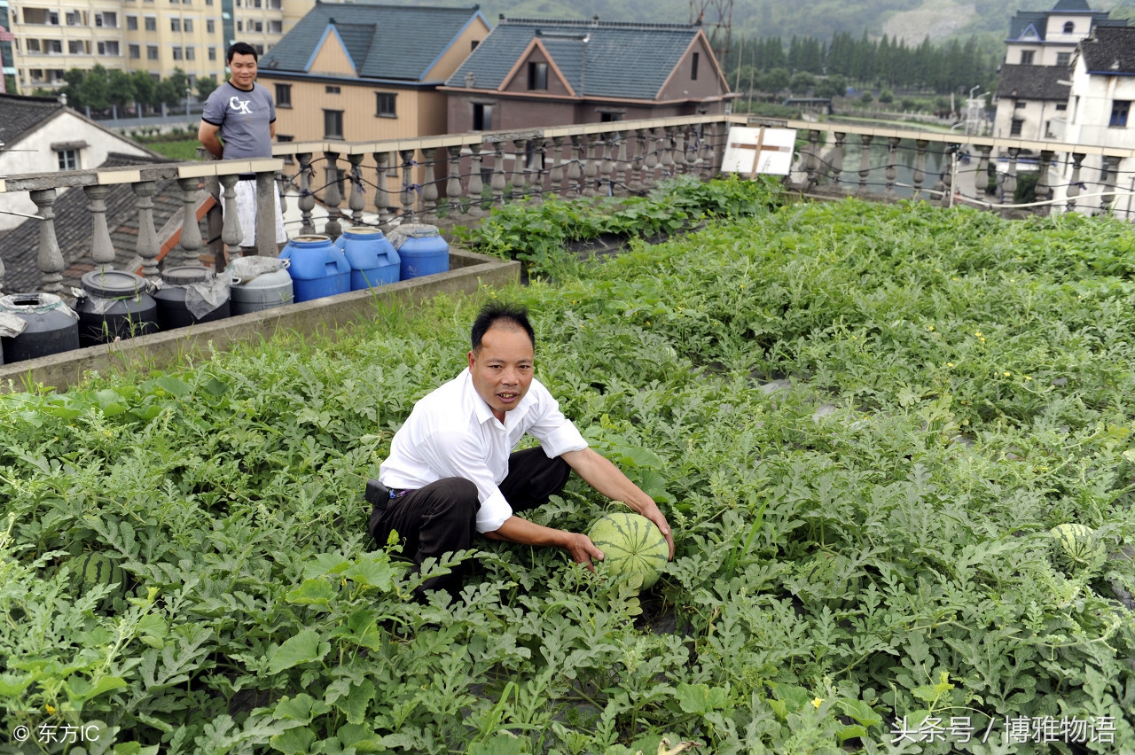 在屋顶上种田,除了种植水稻外,还种植了西瓜,蔬菜等农作物,都获得了