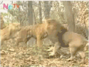 狮子老虎打架动态图图片