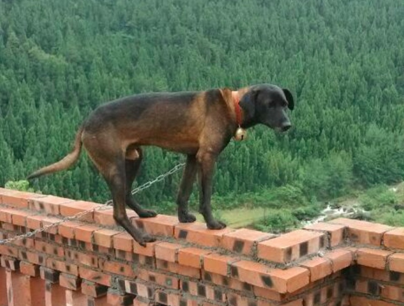 中華四大稀有獵犬個個都是打獵好狗第一種不比杜高犬差