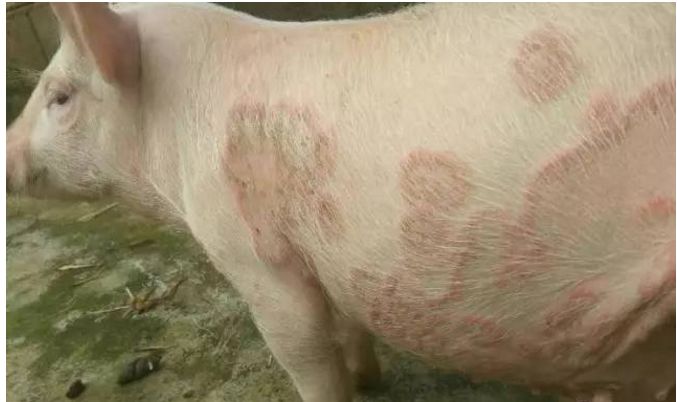轻松鉴别猪场常见皮肤病有经典治疗方案