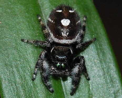 夏威夷笑脸蜘蛛,世界上最奇特的六大蜘蛛之一