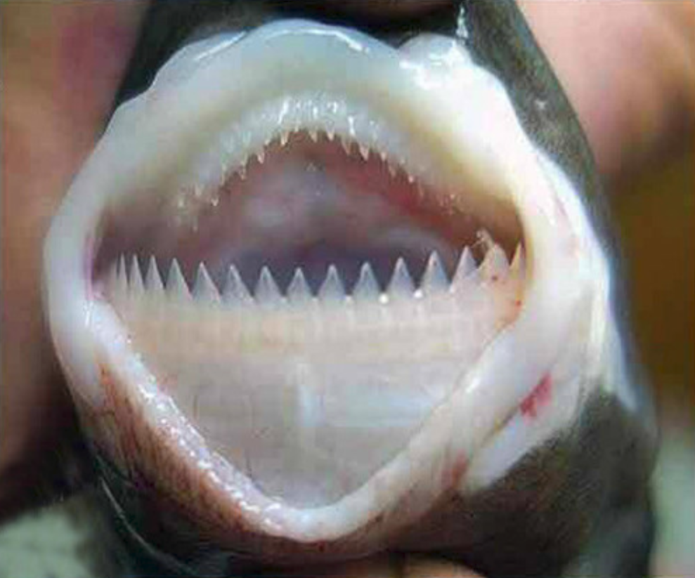 海豚的牙齿具体图片图片