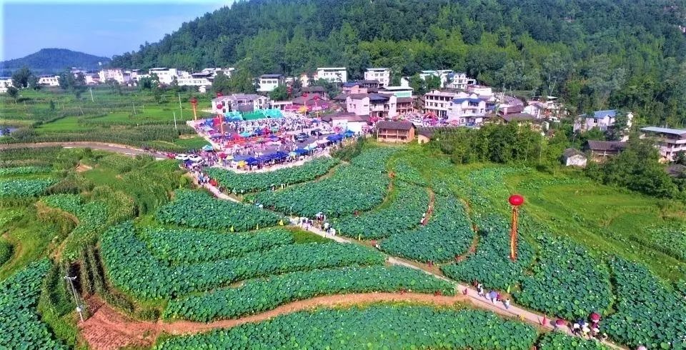 美平昌縣第四屆荷花節昨日開幕