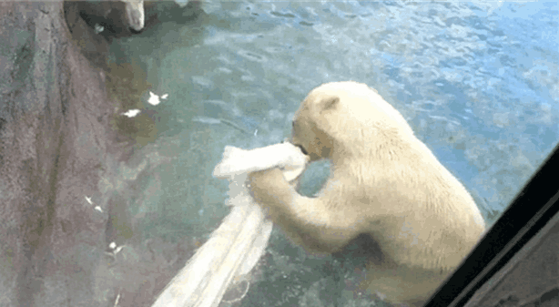 动物园稀有白孔雀误入北极熊领地遭撕扯 园方公开道歉 羽毛