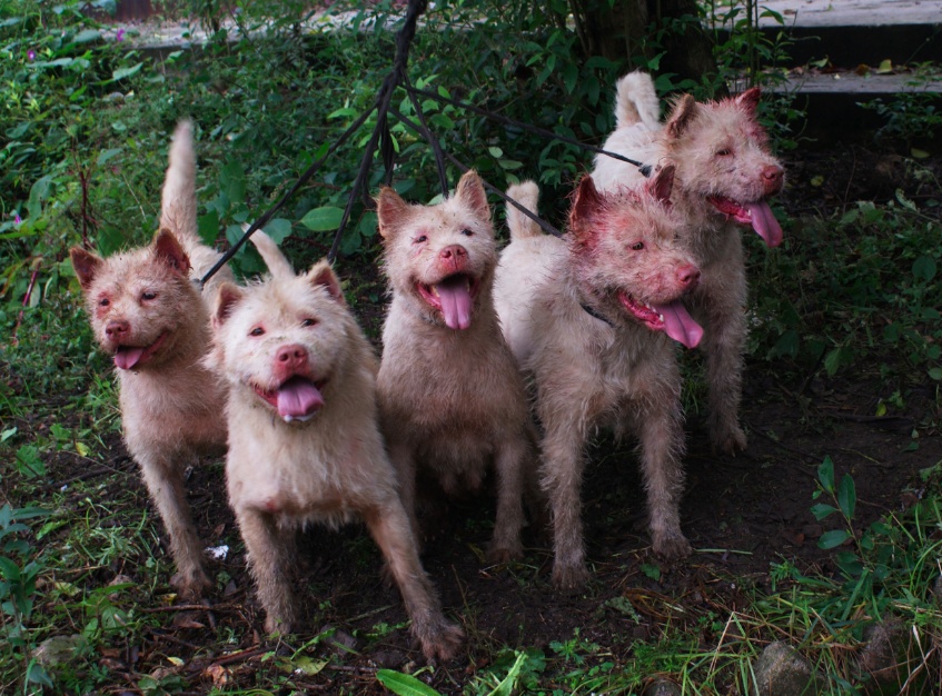 中华四大稀有猎犬个个都是打猎好狗第一种不比杜高犬差