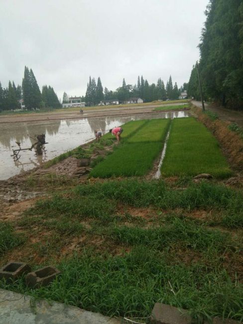 岳农正能量抓农时战双抢岳农人这样拼