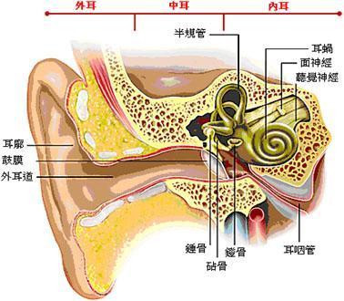 耳朵的工作原理