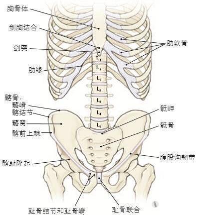 胸壁解剖层次图片