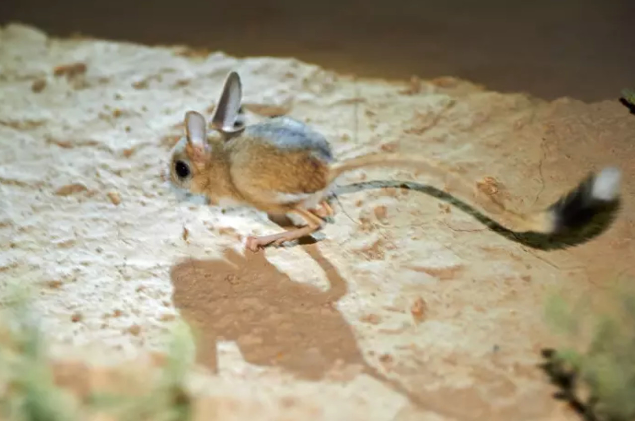 沙漠真的是宝库吧不然怎么会有跳鼠这么可爱的小精灵