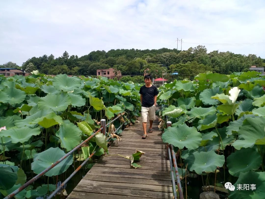 美極了耒陽上嶺荷塘山水的荷花正盛開你去看過了嗎