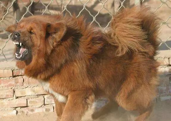 藏獒狼狗杜高犬卡羅斯犬……如果看到一隻狗有以下表現那很可能是它要