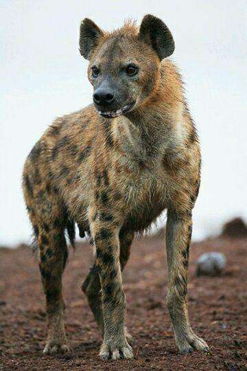 鬣狗残忍虐杀动物! 网友称它们是真畜牲!