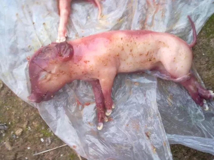母猪细小病毒产死胎图图片