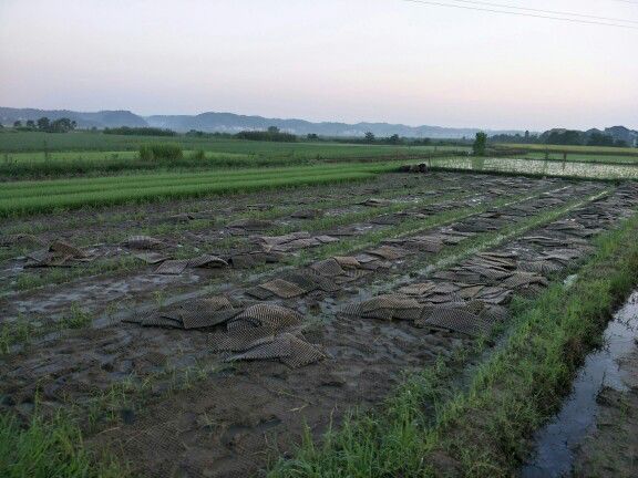 岳农正能量抓农时战双抢岳农人这样拼