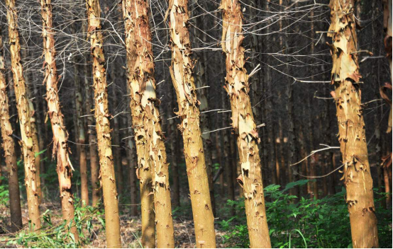 木材资源日益紧缺造纸为什么不用速生林呢