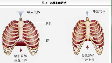 为衬在胸壁内面的一层菲薄而又致密的结缔组织,贴附于肋和肋间肌内面