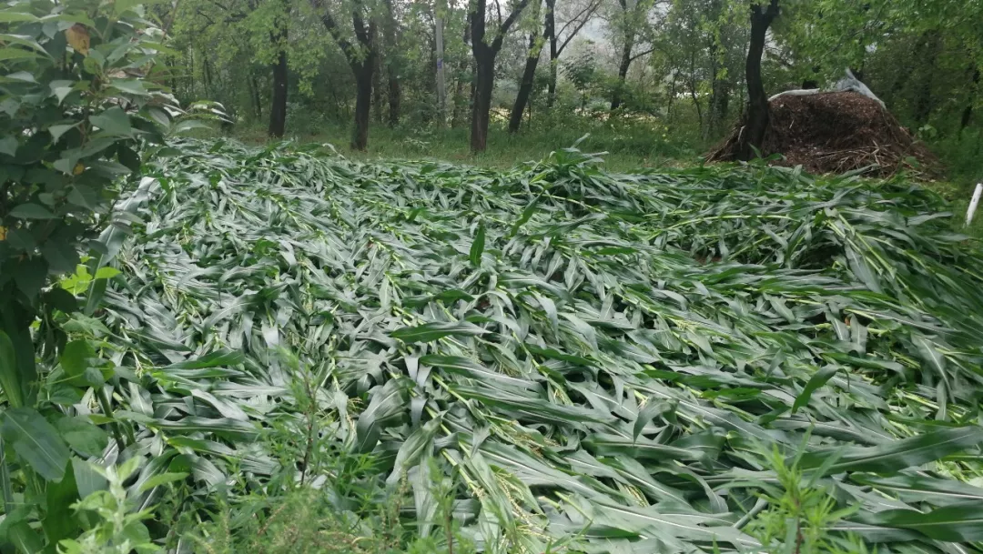 大雨导致玉米受灾图片图片