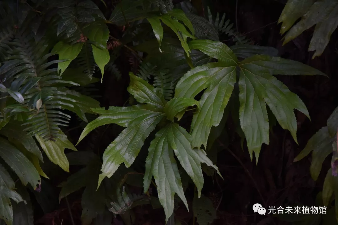 鼠皮树rhamnoneuron balansae珍贵而濒危的大围山植物,华岩扇shortia