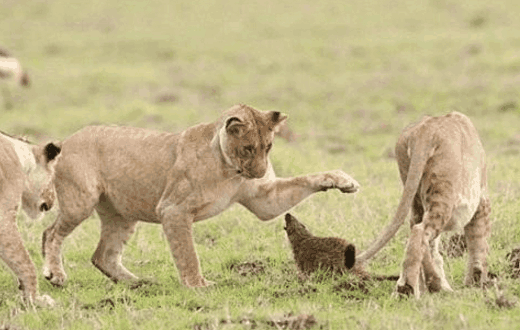 個子和膽子成反比的貓鼬獨身撩雌獅， 撩完就跑 未分類 第2張